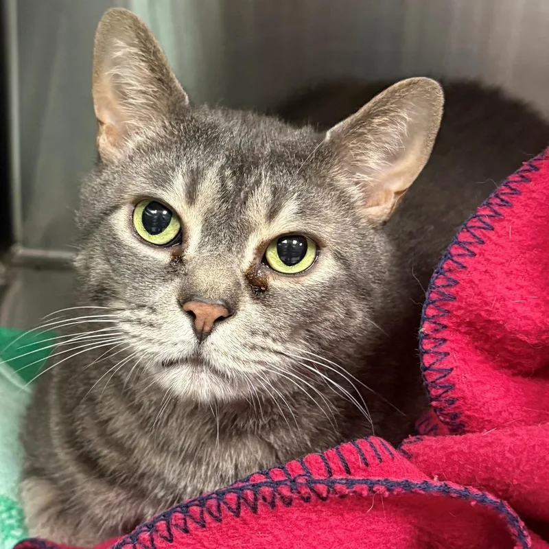 An adult extra large-sized male Gray / Blue / Silver Domestic Short Hair cat named Fred for adoption in East Hanover, NJ