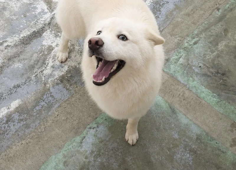 An adult medium-sized male White / Cream American Eskimo Dog dog named Aspen for adoption in Houston, TX