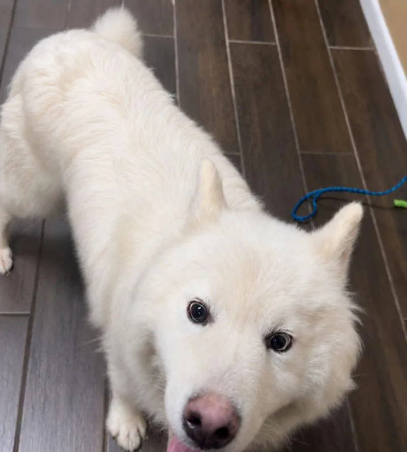 Aspen thumbnail 2