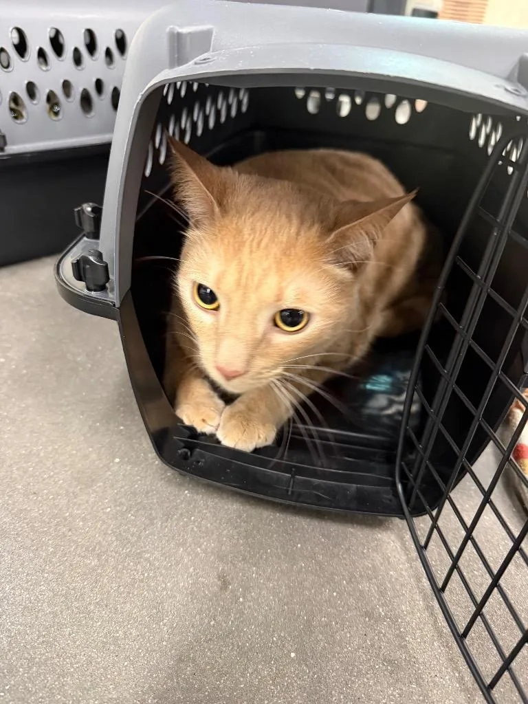 A young medium-sized male Domestic Short Hair cat named Jeffrey for adoption in Tampa, FL