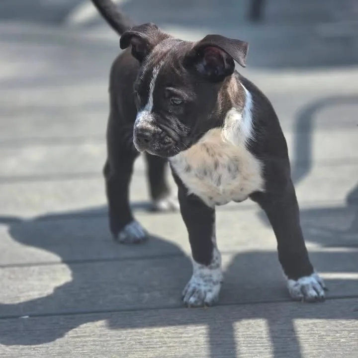 Rose Red thumbnail 2