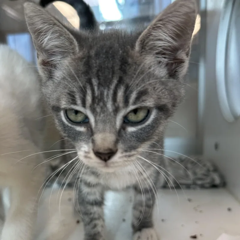 A baby medium-sized male Tabby (Gray / Blue / Silver) Domestic Short Hair cat named Craig for adoption in Manassas, VA