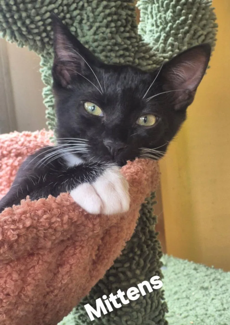 A young medium-sized male Domestic Short Hair cat named Mittens for adoption in Longwood, FL