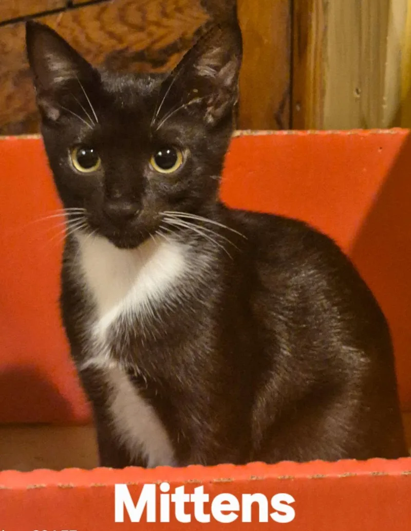 Mittens thumbnail 2
