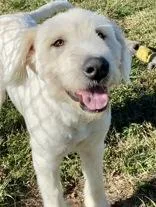 An adult large-sized male White / Cream Great Pyrenees dog named Zephyr for adoption in Glasgow, KY