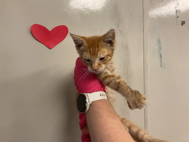A baby small-sized male Domestic Short Hair cat named Evan for adoption in Ontario, CA