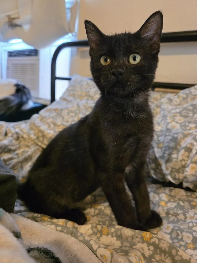 A baby small-sized female Domestic Short Hair cat named Moon Pie Baby Cat for adoption in Dallas, TX