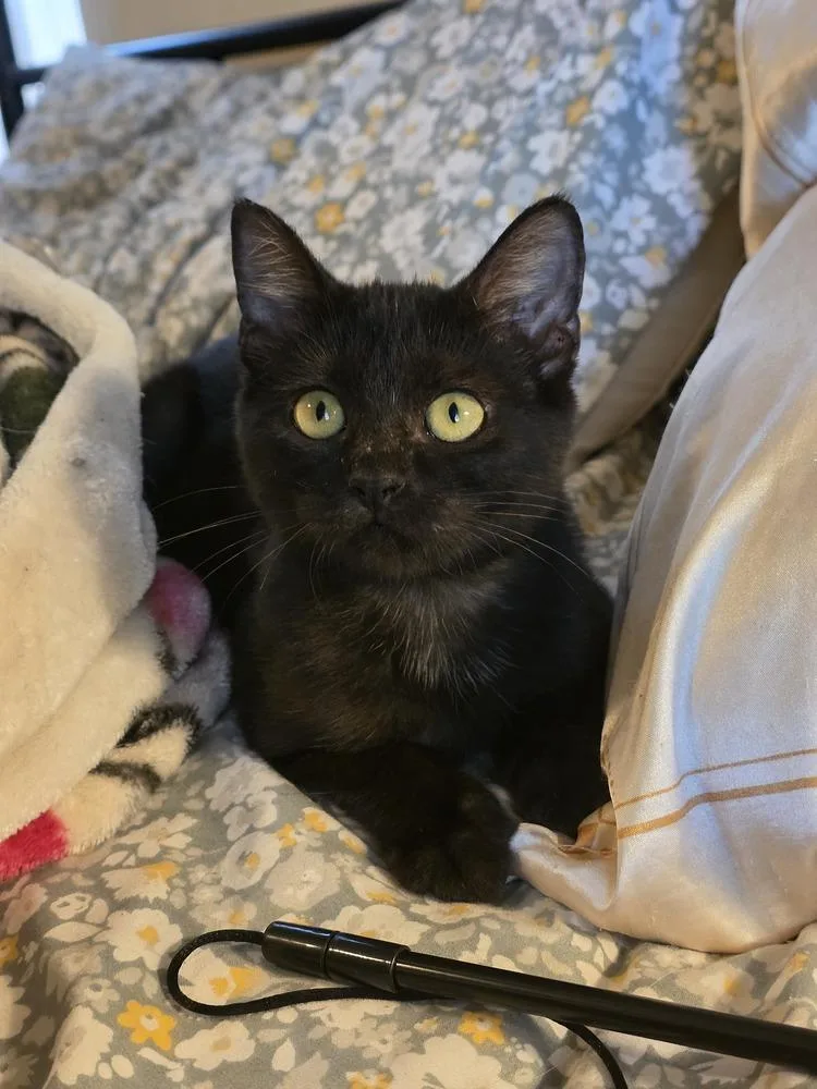 Moon Pie Baby Cat thumbnail 2