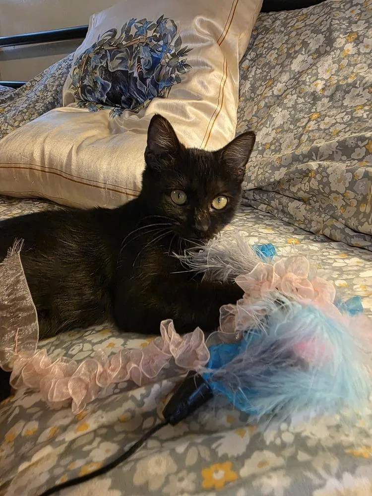Moon Pie Baby Cat thumbnail 3