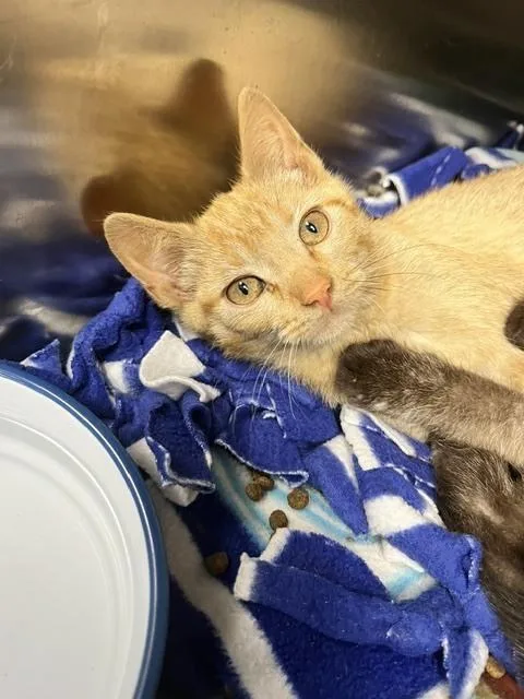 A baby small-sized female Tabby (Orange / Red) Domestic Short Hair cat named Kylie for adoption in Anoka, MN