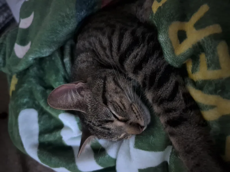 A young medium-sized female Tabby (Brown / Chocolate) Tabby cat named Cleopatra for adoption in River Falls, WI