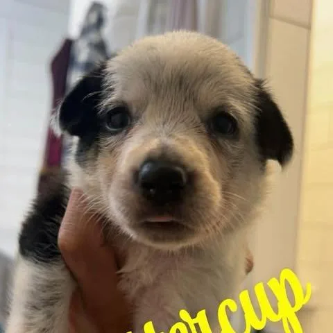Buttercup thumbnail 3