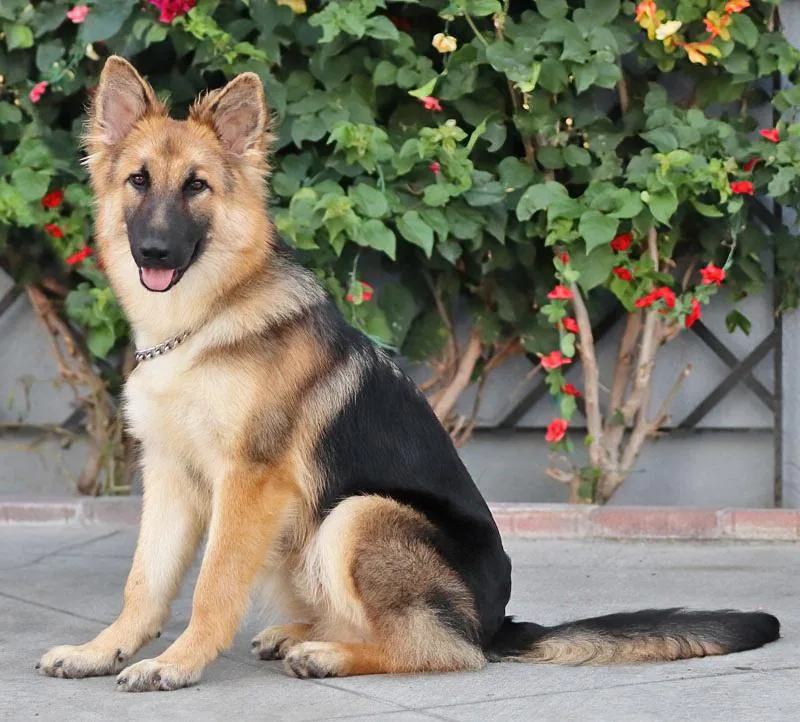 A young large-sized male Black German Shepherd Dog dog named Lakota von Lassan for adoption in Los Angeles, CA