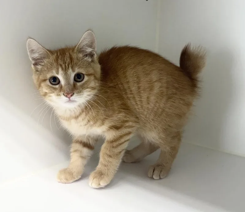 A baby small-sized male Tabby (Orange / Red) Domestic Short Hair cat named Archie for adoption in Rochester, IN