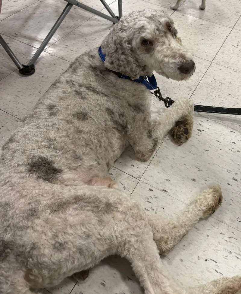 An adult medium-sized male Standard Poodle dog named Marlon for adoption in Peoria, IL