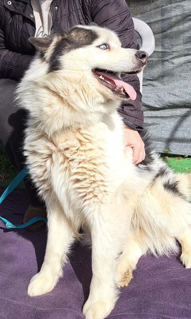 An adult large-sized male Siberian Husky dog named Ace for adoption in Valencia, CA