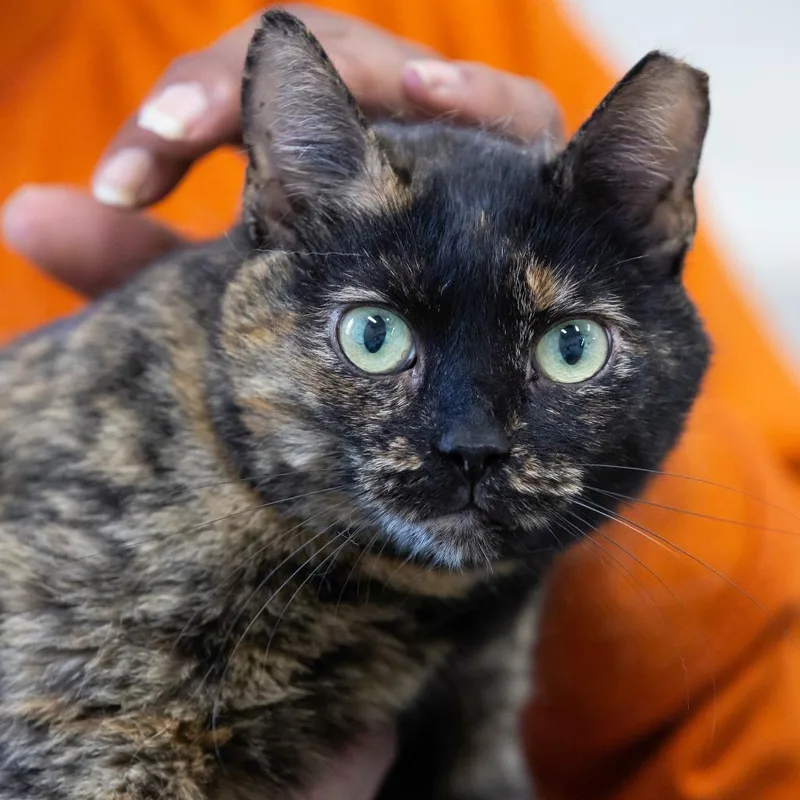 Bellatrix
