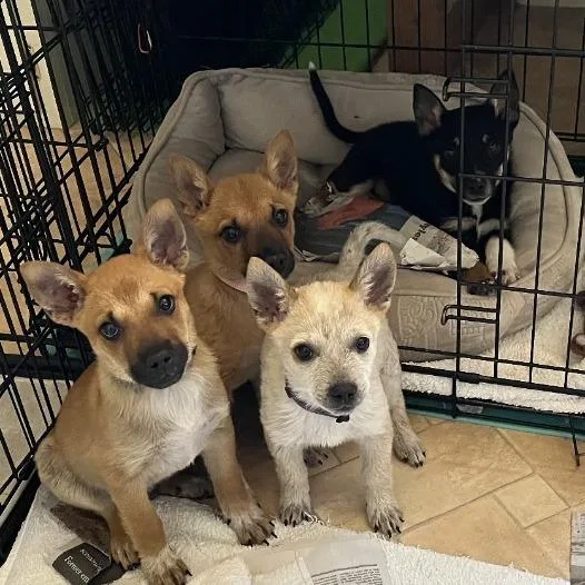 A baby small-sized female Yellow / Tan / Blond / Fawn Cattle Dog dog named Frida for adoption in Flagstaff, AZ