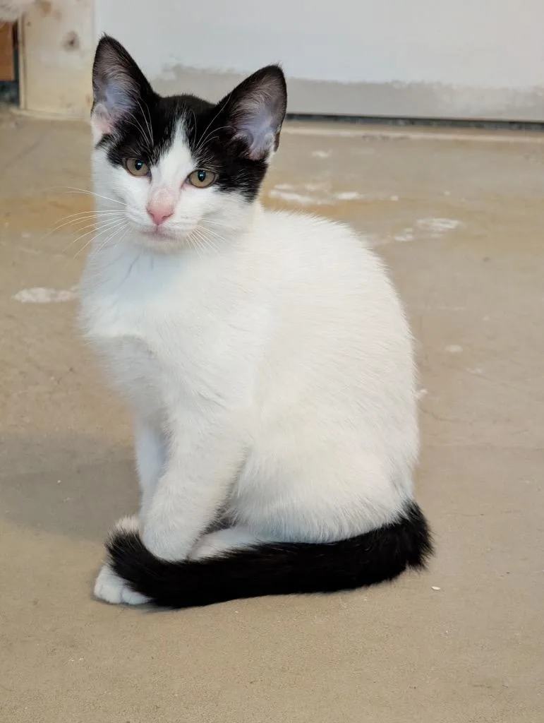 A baby small-sized female Domestic Short Hair cat named Oreo for adoption in Ogden, UT