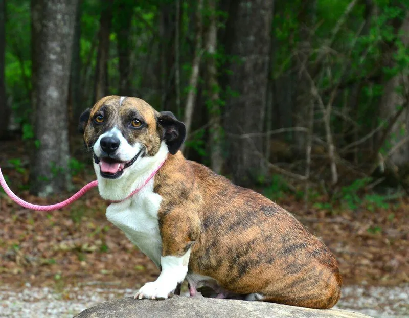 A young small-sized female Basset Hound dog named Bridgette for adoption in Willingboro, NJ