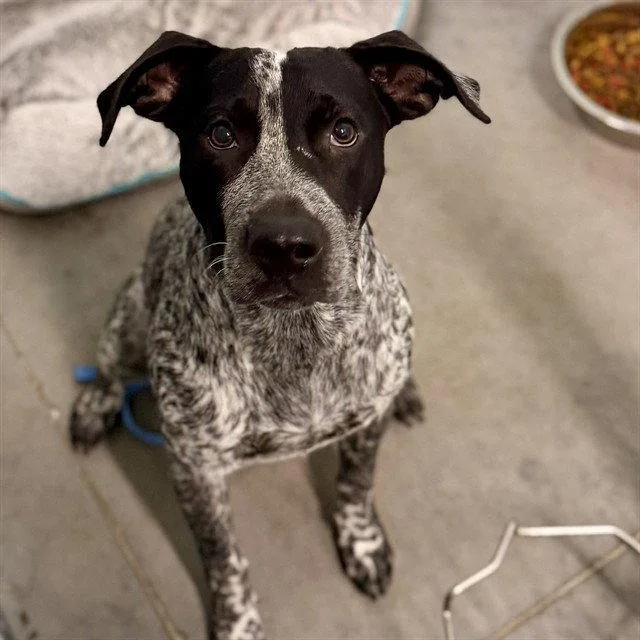 A young large-sized male Australian Cattle Dog / Blue Heeler dog named Rookie for adoption in Tavares, FL