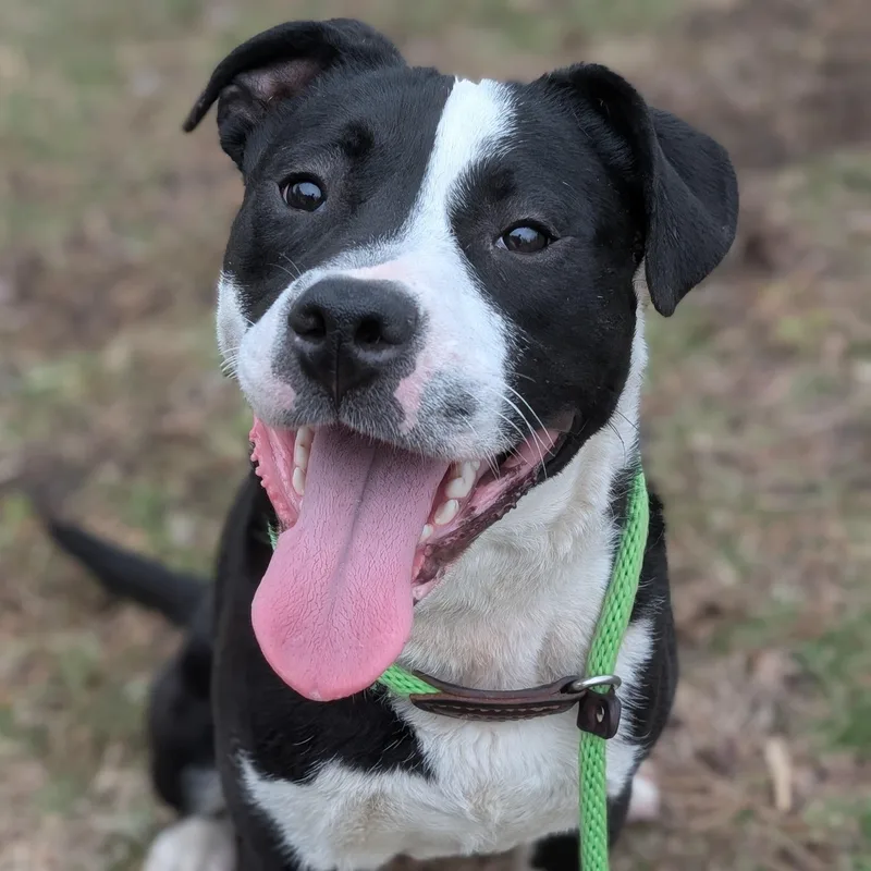 A young medium-sized male Terrier dog named Ford for adoption in Palatine, IL