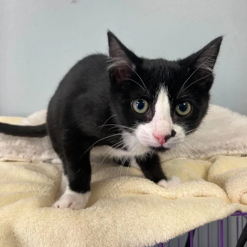 A baby small-sized male Black Domestic Short Hair cat named Minnie for adoption in Duncan, OK