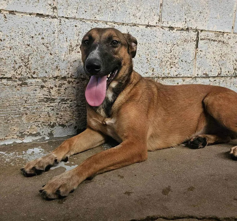 Cheesecake thumbnail 3