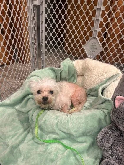 An adult small-sized female Terrier dog named Fifi for adoption in Southern Pines, NC