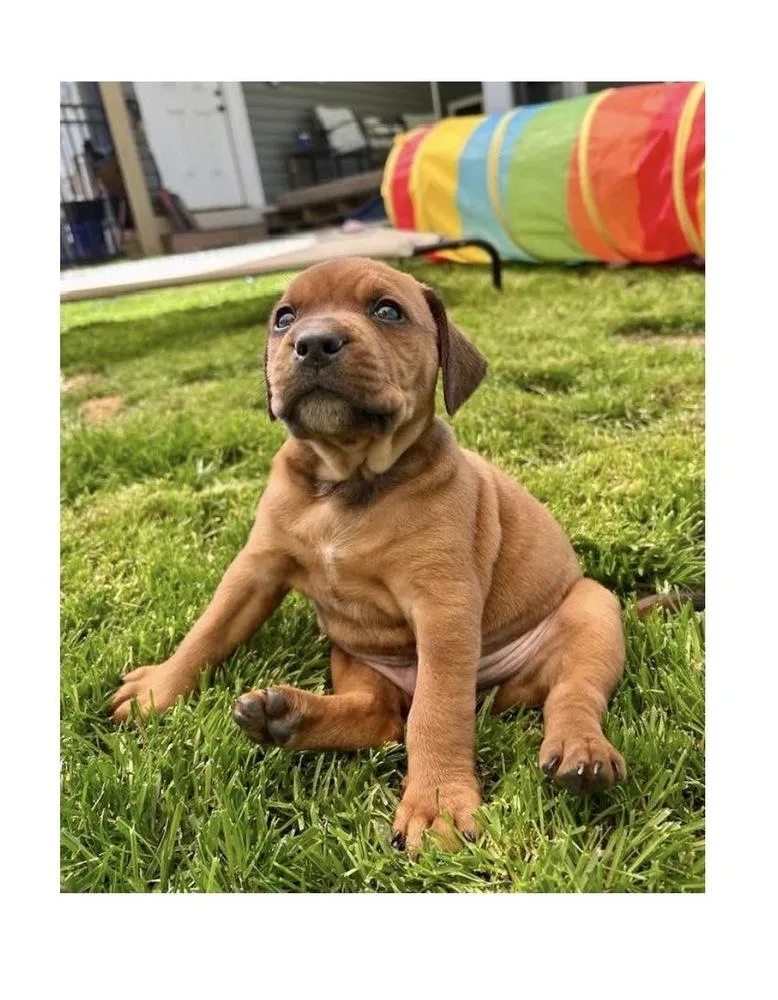 A baby large-sized male Brown / Chocolate Mixed Breed dog named Willie for adoption in Mooresville, NC