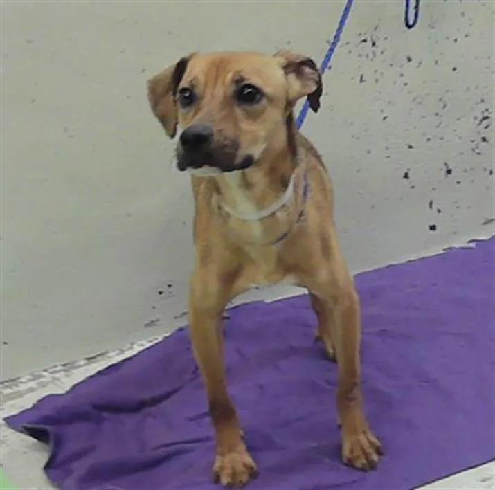 A young small-sized female American Staffordshire Terrier dog named Sweet Pea for adoption in Houston, TX