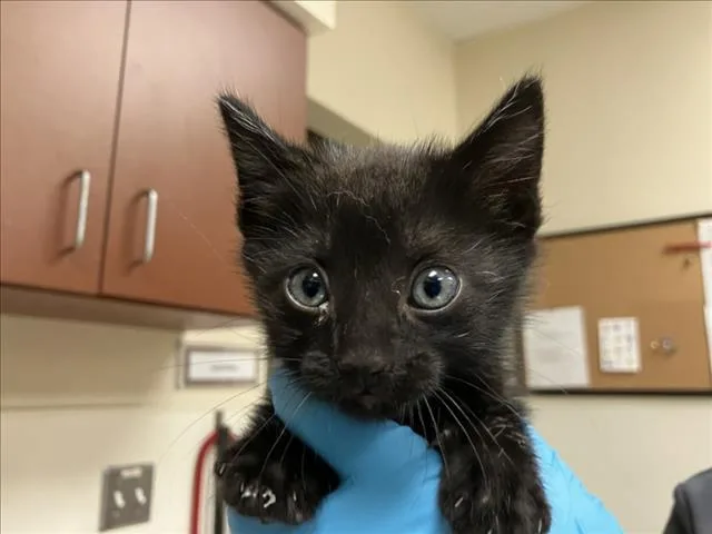 A baby small-sized male Domestic Short Hair cat named Freddie for adoption in Chapel Hill, NC