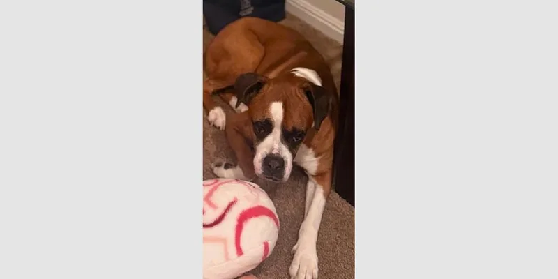 A senior large-sized male Boxer dog named Angus Ii  Silver for adoption in Hewitt, TX