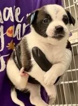 A baby small-sized male Mixed Breed dog named Alfredo for adoption in Lawrenceville, GA