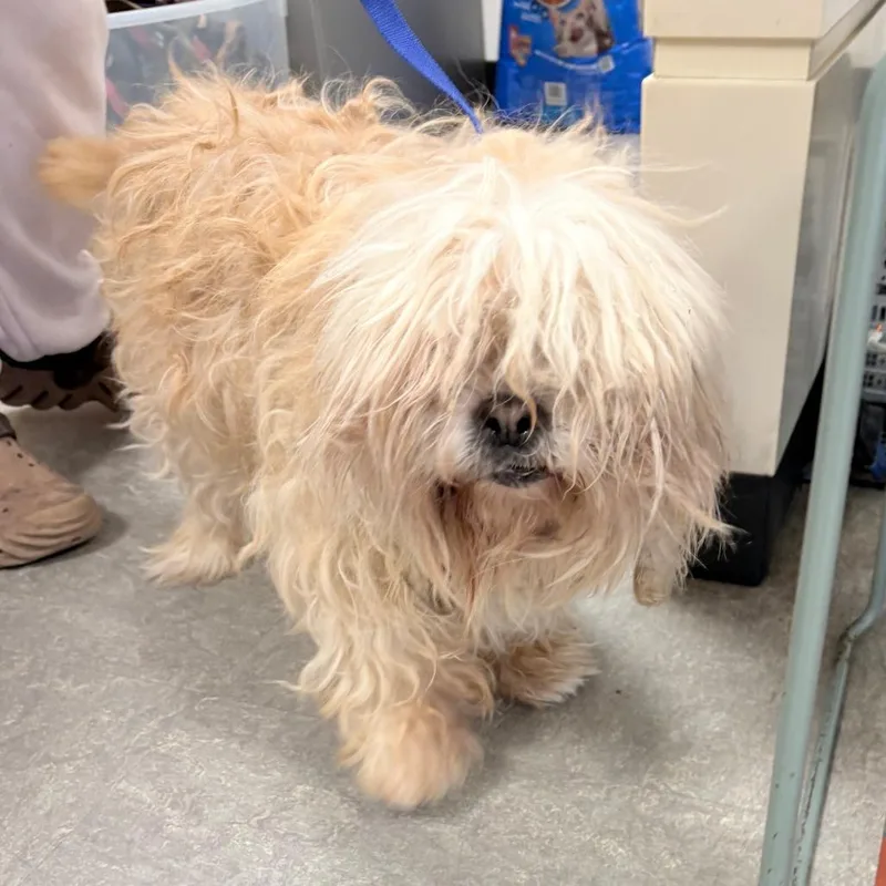 An adult medium-sized male White / Cream Mixed Breed dog named Ramen for adoption in Philadelphia, PA