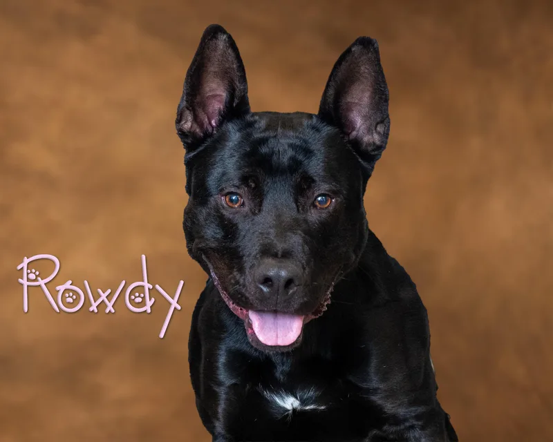 A young large-sized male Black Pit Bull Terrier dog named Rowdy for adoption in Somerset, PA