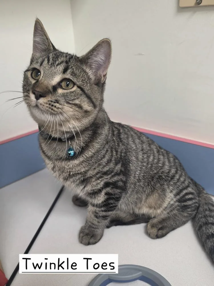A baby small-sized male Gray & White Domestic Short Hair cat named Twinkle Toes for adoption in Metamora, IL
