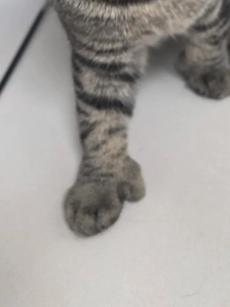 Twinkle Toes thumbnail 2