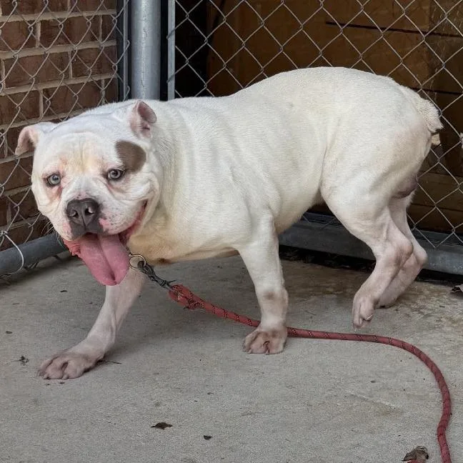An adult medium-sized male English Bulldog dog named Victor for adoption in Birmingham, AL