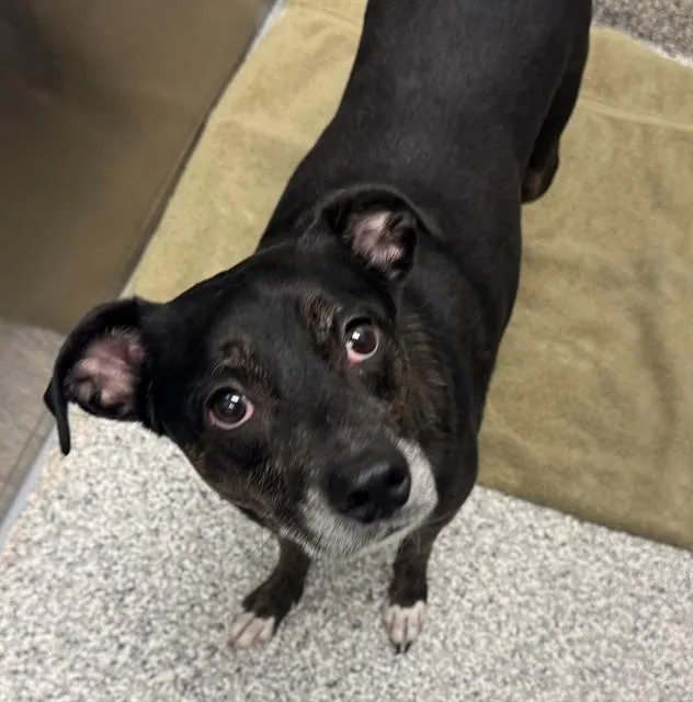 An adult small-sized female Hound dog named Sandi for adoption in Tucson, AZ