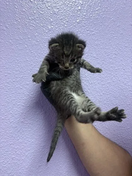 A baby small-sized male Tabby (Tiger Striped) Domestic Short Hair cat named 61559314 for adoption in El Paso, TX