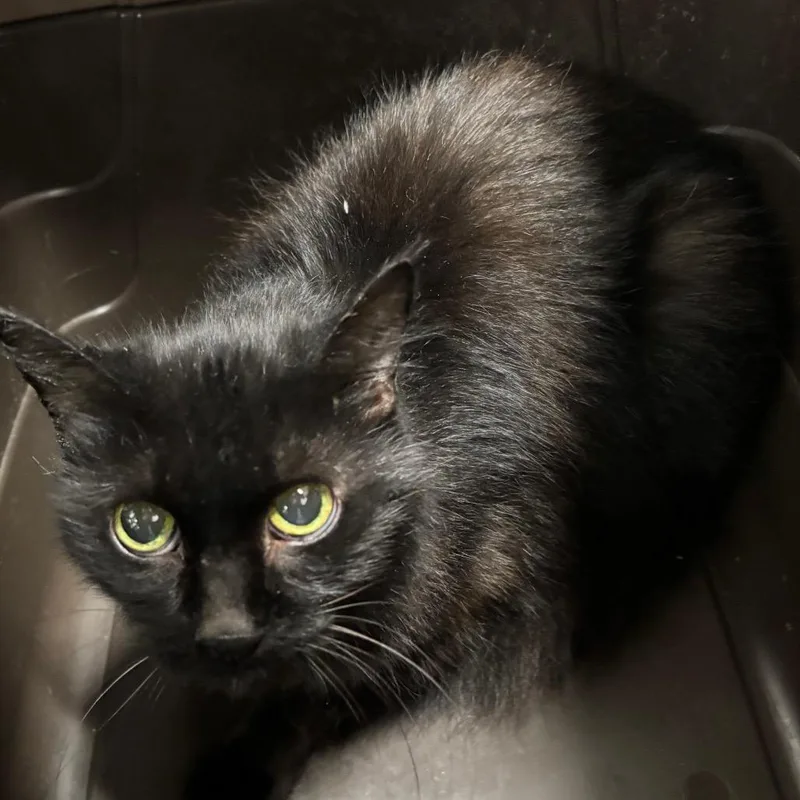 A senior medium-sized female Domestic Medium Hair cat named Mary Todd Lincoln for adoption in York, PA