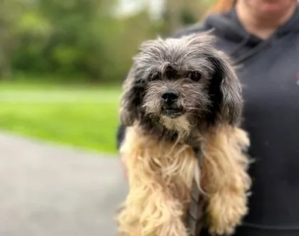 An adult small-sized female Mixed Breed dog named Fleurette for adoption in West Chester, PA