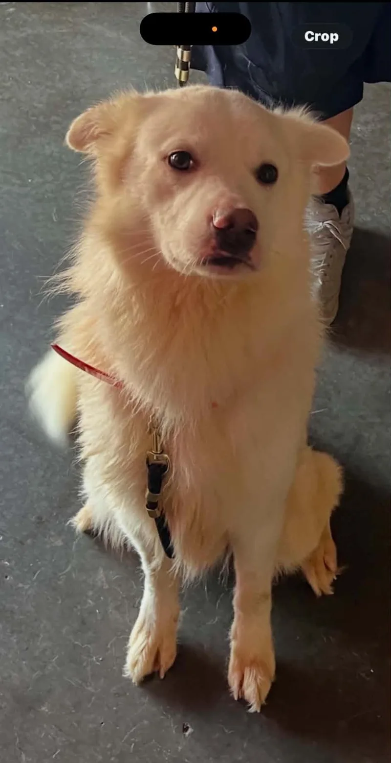 An adult medium-sized male Australian Shepherd dog named Buddie for adoption in Hillside, IL