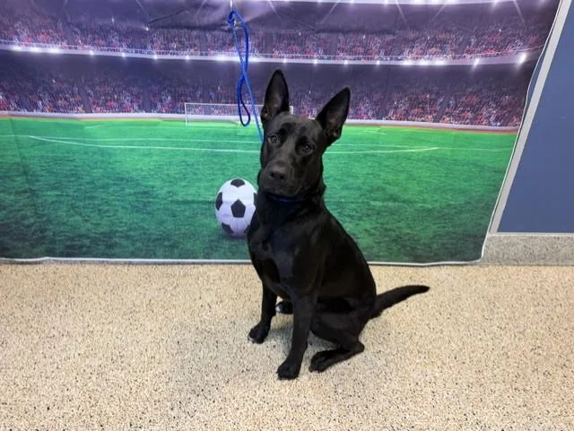 A young large-sized male German Shepherd Dog dog named Milton for adoption in Miami, FL