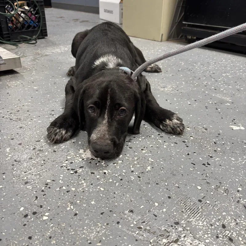 A young medium-sized male Black Mixed Breed dog named Hail for adoption in St Joseph, MO