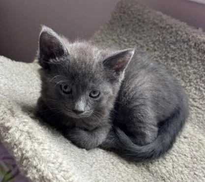 A baby medium-sized female Gray / Blue / Silver Domestic Short Hair cat named Luge for adoption in Breinigsville, PA