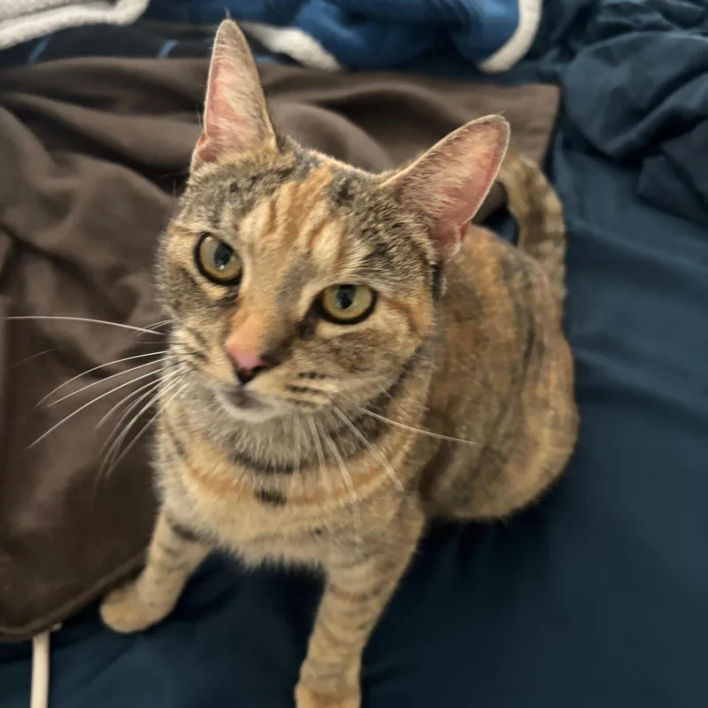 An adult medium-sized female Torbie Domestic Short Hair cat named Anya for adoption in Colonia, NJ