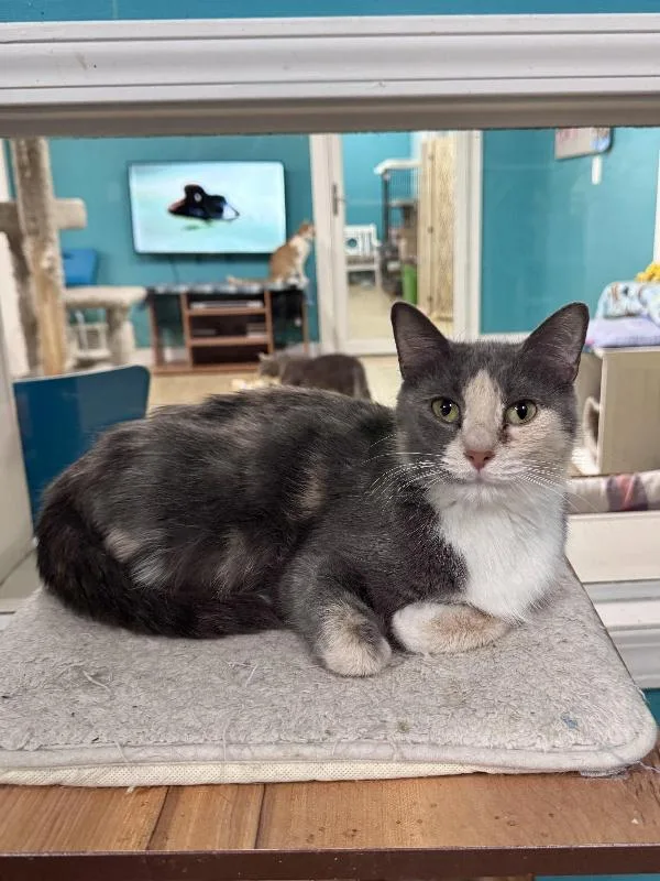 A baby medium-sized female Dilute Calico cat named Pixie for adoption in Scottsburg, IN