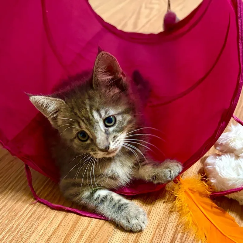 A baby small-sized female Gray / Blue / Silver American Shorthair cat named Yaya for adoption in Brea, CA